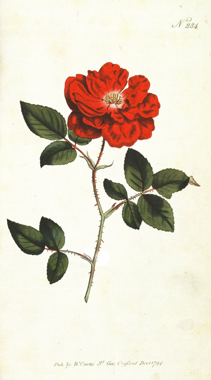 Evigblomstrende rose (Rosa Semperflorens), tallerken 284 fra William Curtis The Botanical Magazine (eller Flower Garden Displayed), pub. 1794 av English School
