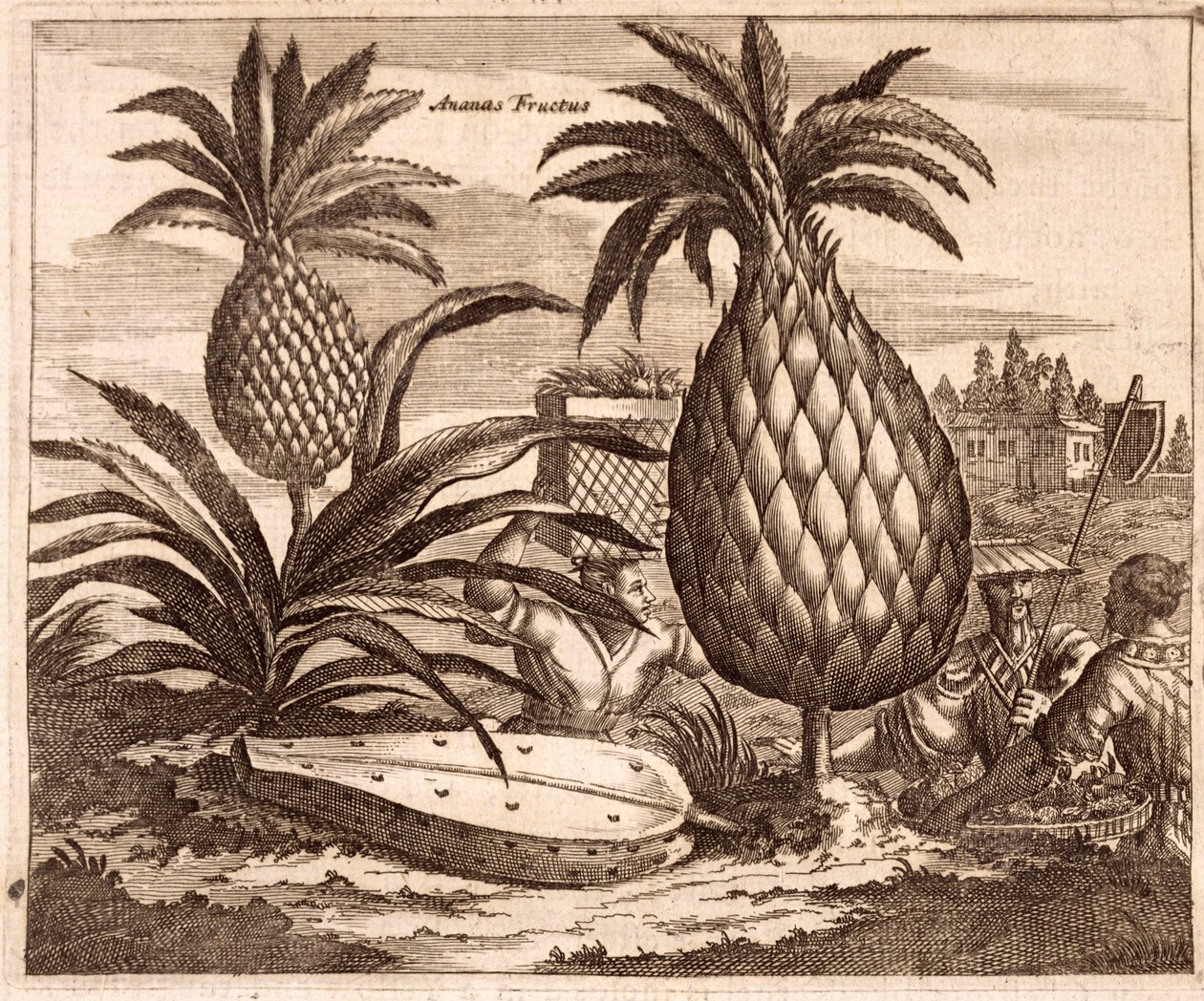 Farming Large Pineapples, illustrasjon fra en beskrivelse av ambassader til Kina, 1690 av English School