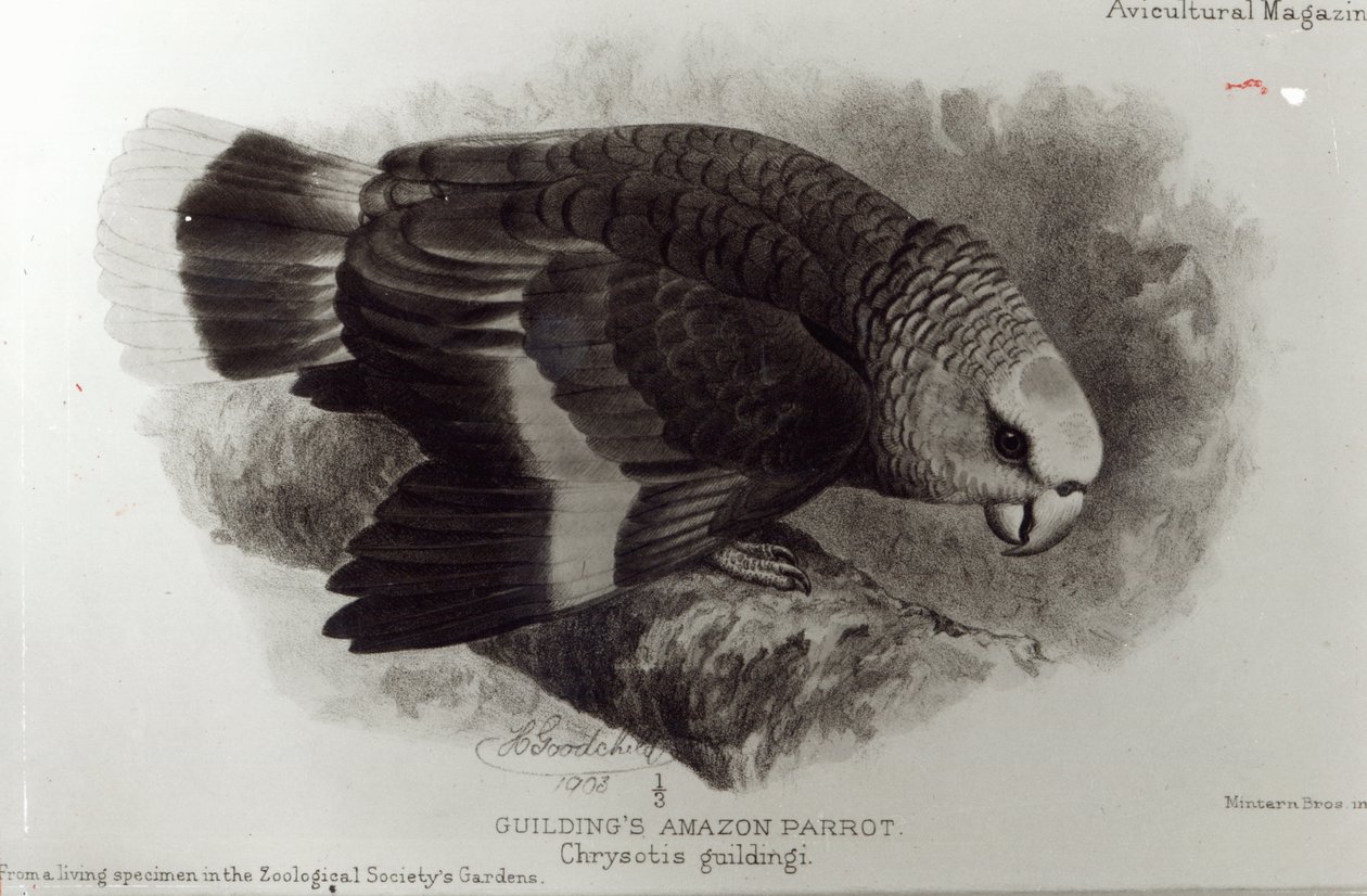 Guildings Amazon Parrot, illustrasjon fra 