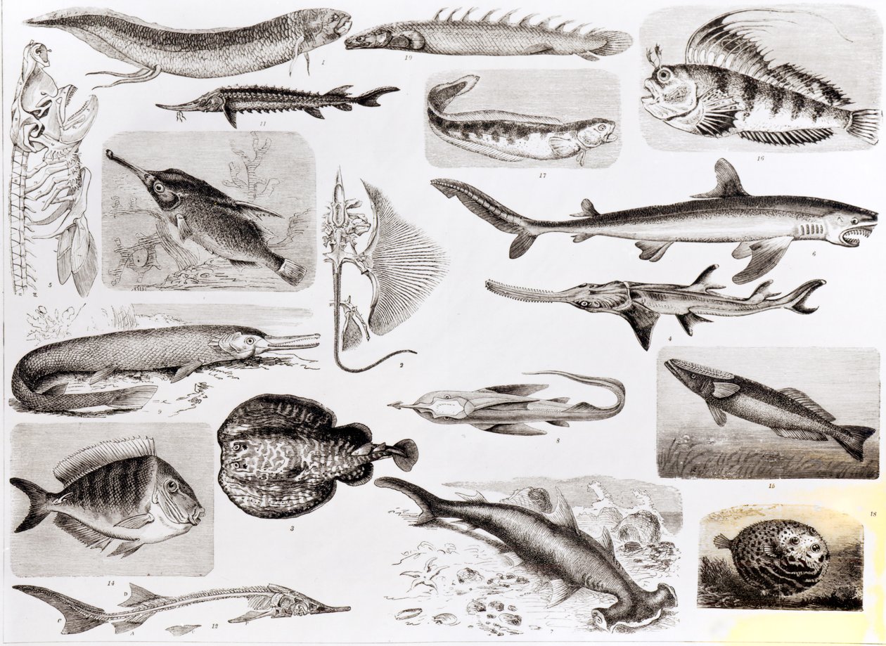 Iktyologi - Elasmobranch, Ganoid og Osseous Fish av English School