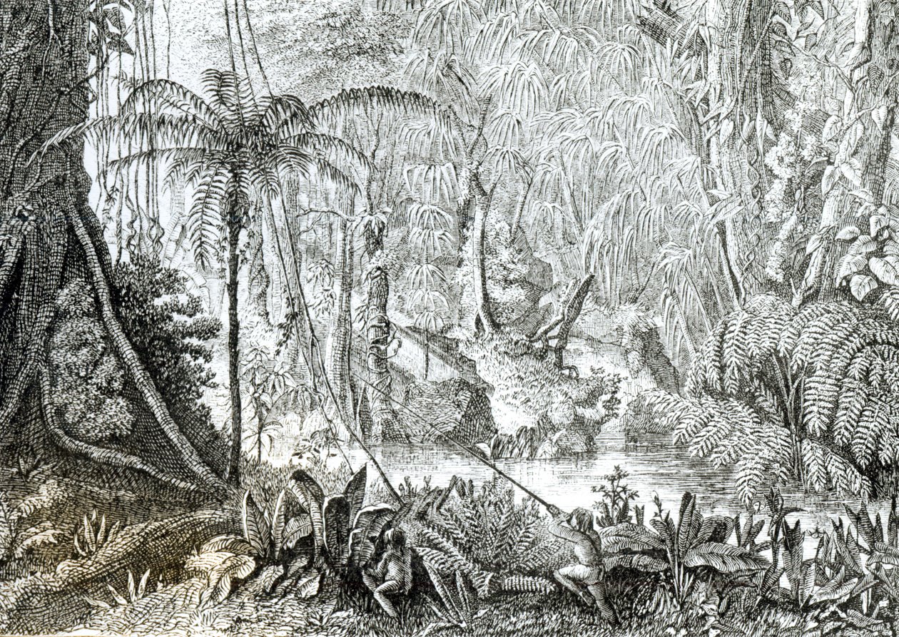 Interiøret i en urskog i Amazonas av English School
