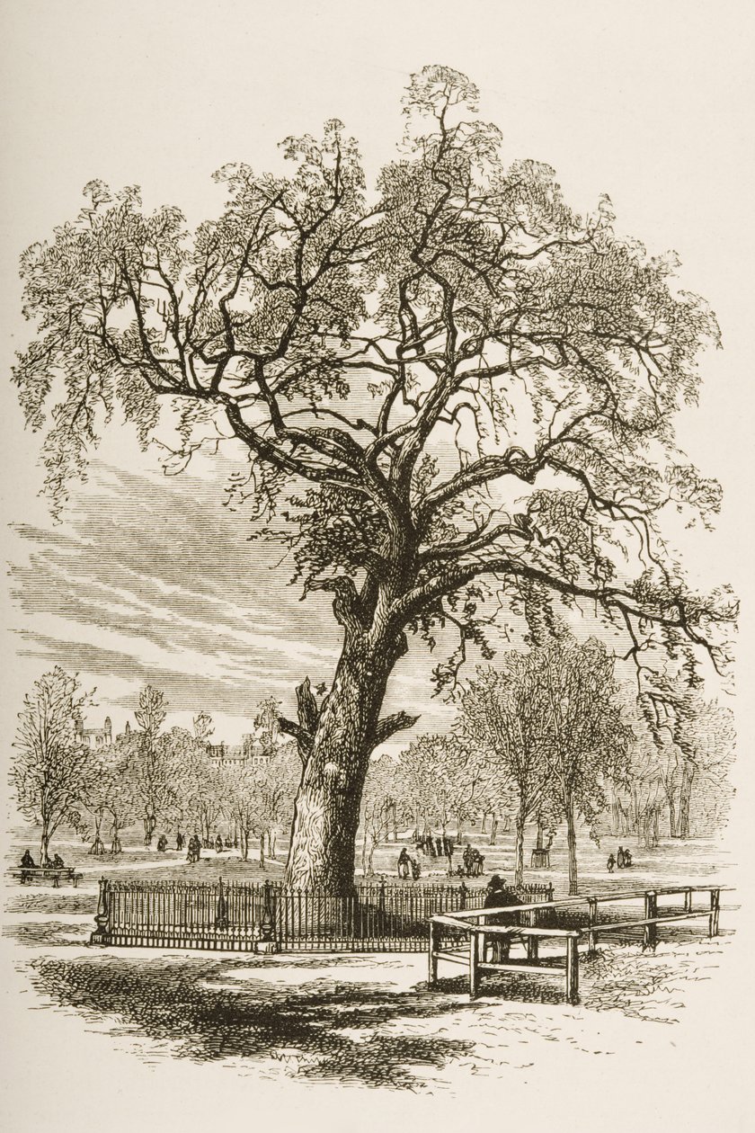 Liberty Tree, Boston Common, ca. 1870, fra 'American Pictures' utgitt av Religious Tract Society, 1876 av English School