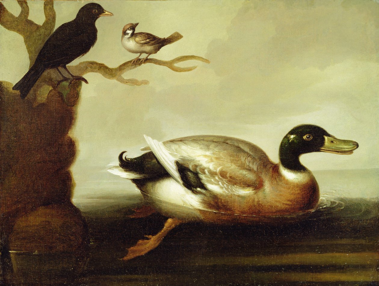 Stokand og andre fugler, ca. 1700 av English School