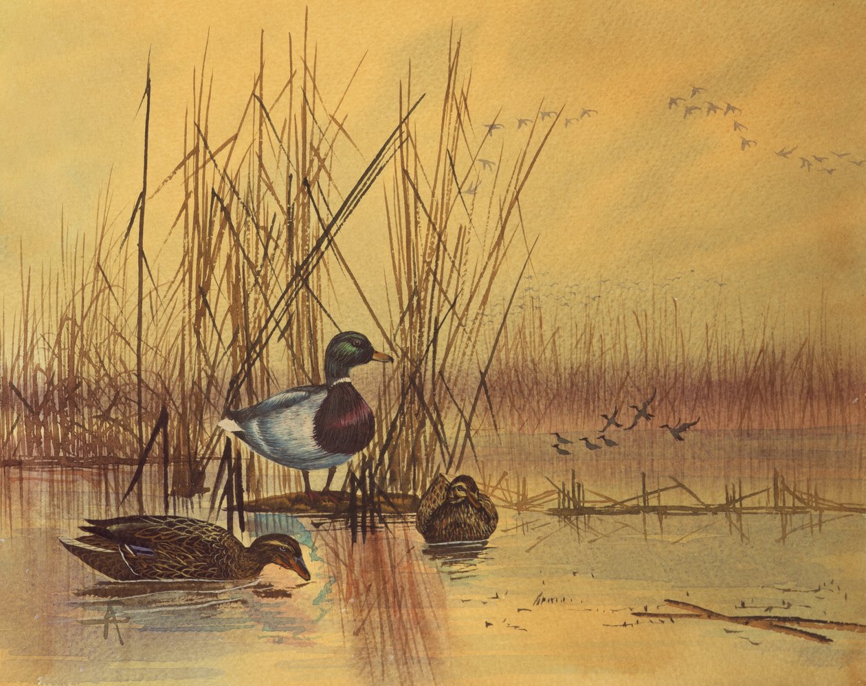 Mallard Ducks in a Lake, ca. 1890 (wc på papir) av English School