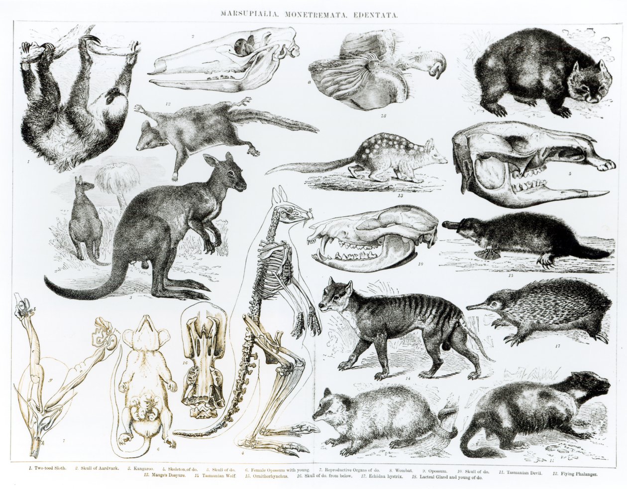 Marsupialia, Monetremata, Edentata av English School