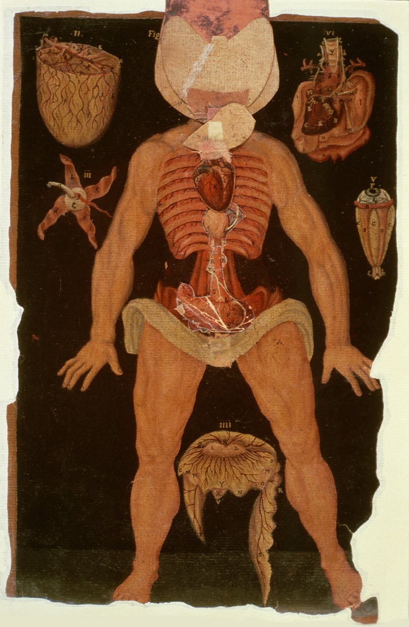 Hunter 364 Tabell XII Disseksjon (åpen tilstand) fra Anatomical Tables, av John Banister (1540-1610) (olje på brunt papir) av English School