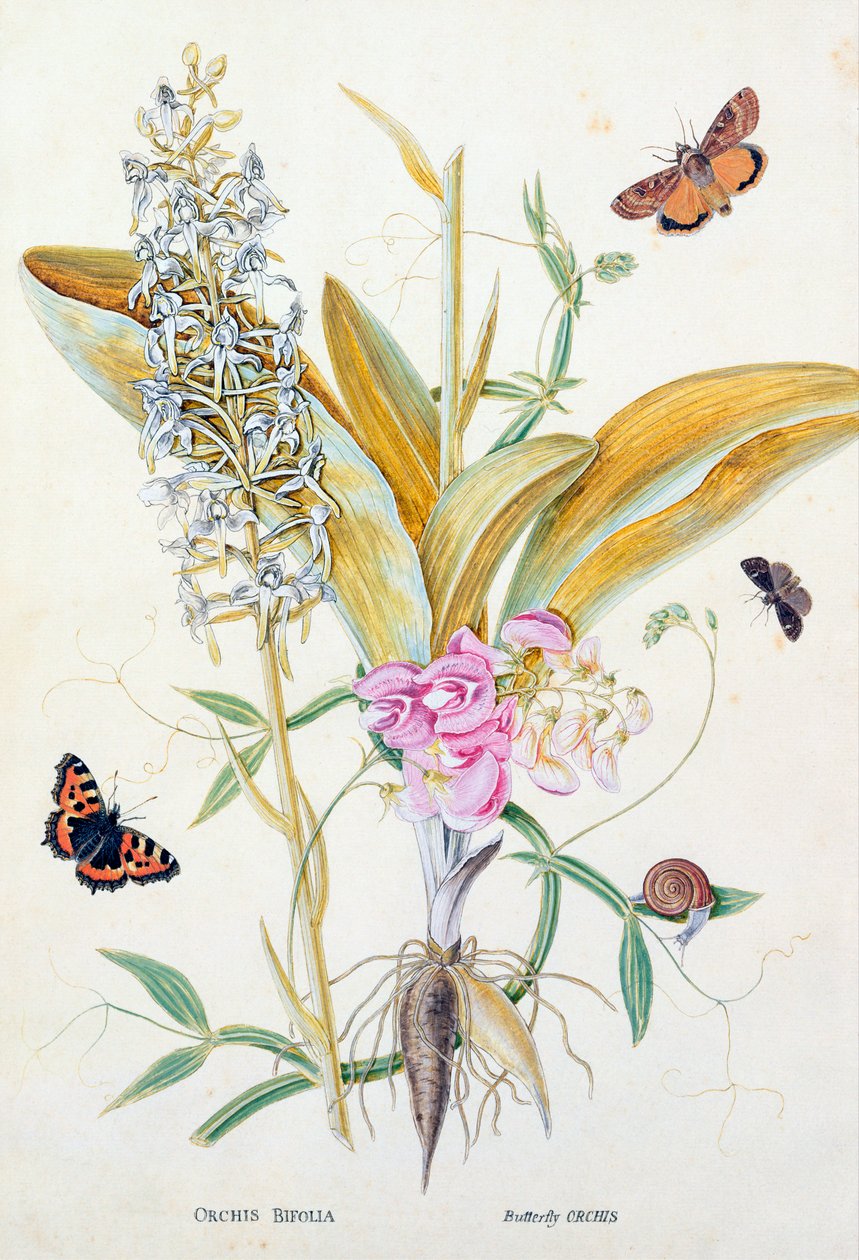 Orkidé: Bifolia (Sommerfuglorkidé), trykk, ca. 1860 av English School