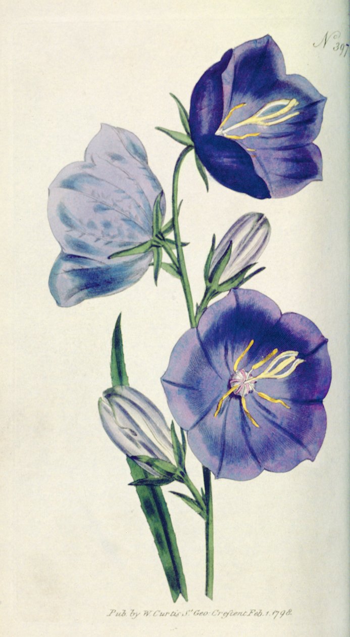 Ferskenfarget Klokkeblomst eller Campanula (Campanula persicifolia var. maxima), tallerken 397 fra William Curtis The Botanical Magazine (eller Flower Garden Displayed), pub. 1792 av English School