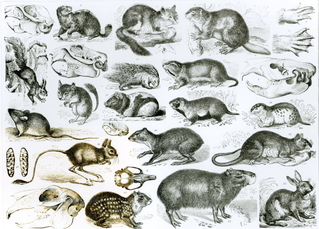 Rodentia-gnagere eller gnagende dyr av English School
