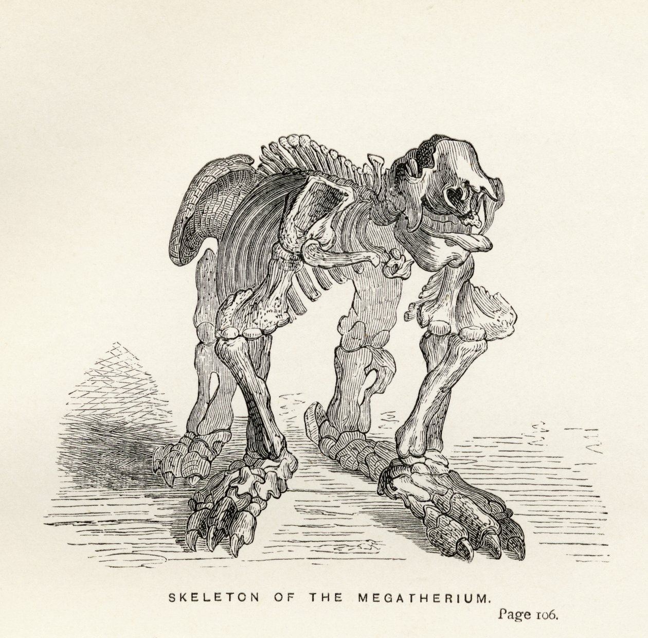 Skeleton of the Megatherium, fra 