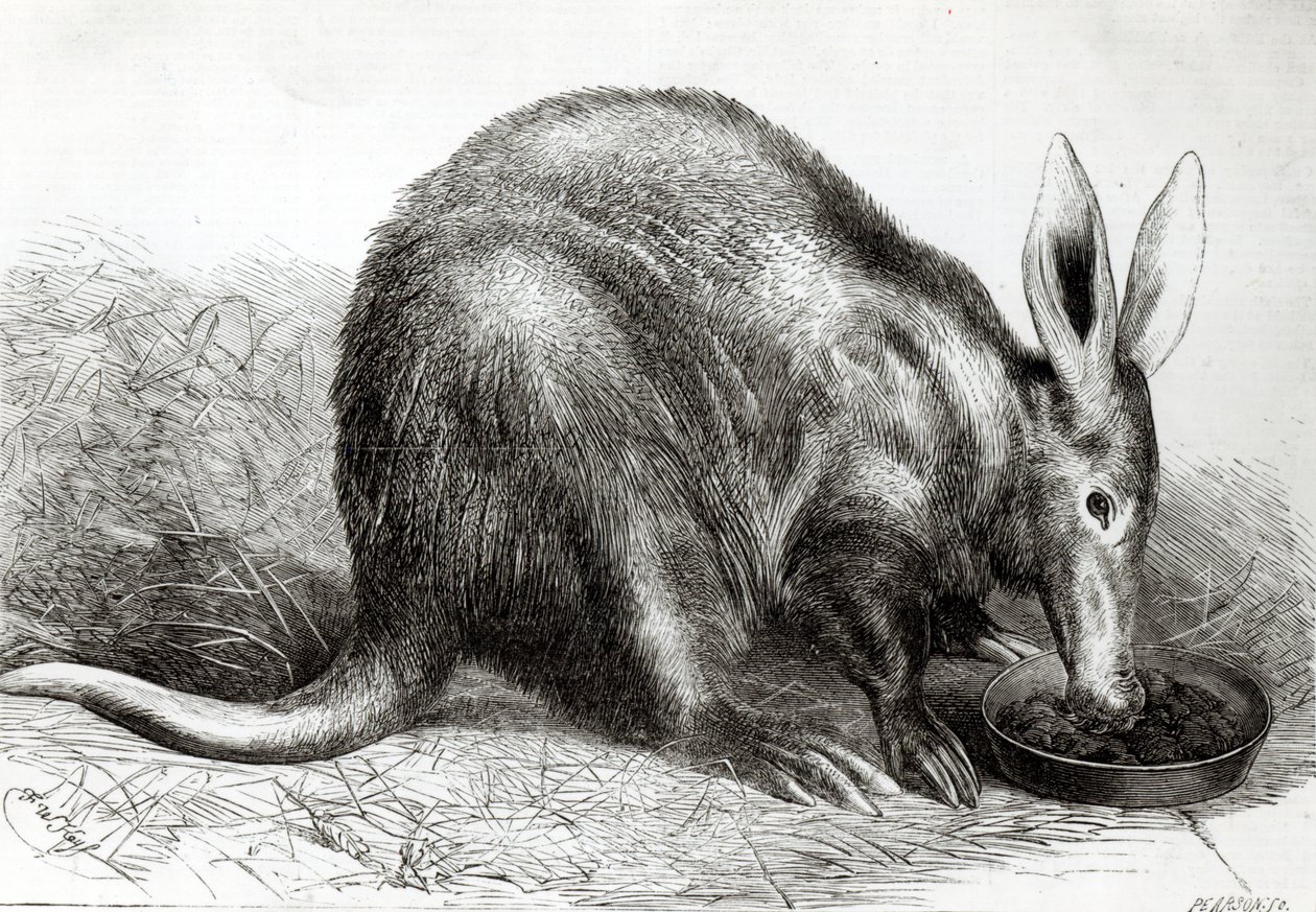 Cape Ant-Eater ved Zoological Society