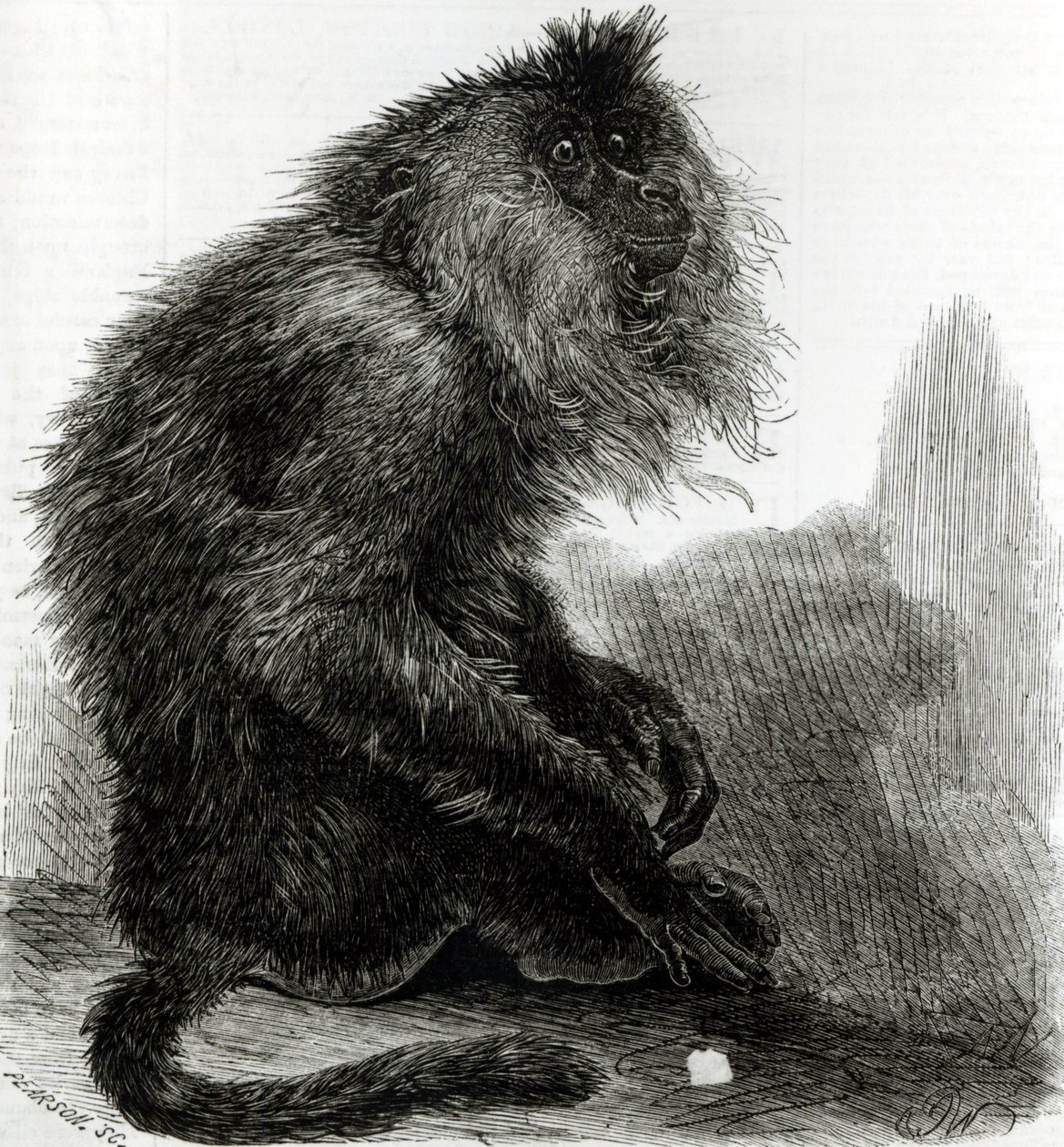 The Indian Waderoo Monkey (Silenus Veter) gravert av Pearson, oktober 1859 av English School