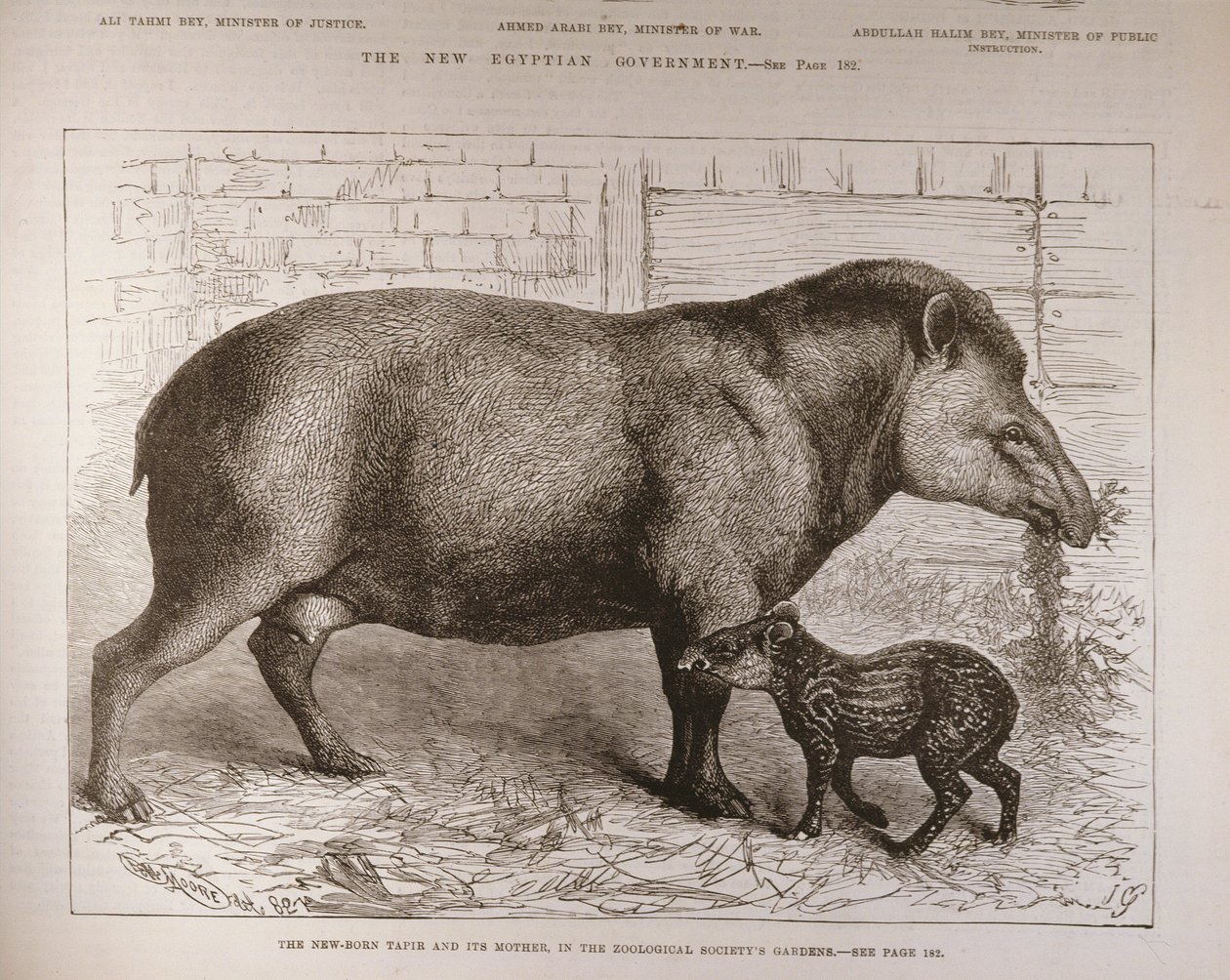 The Newborn Tapir and Its Mother, i Zoological Society