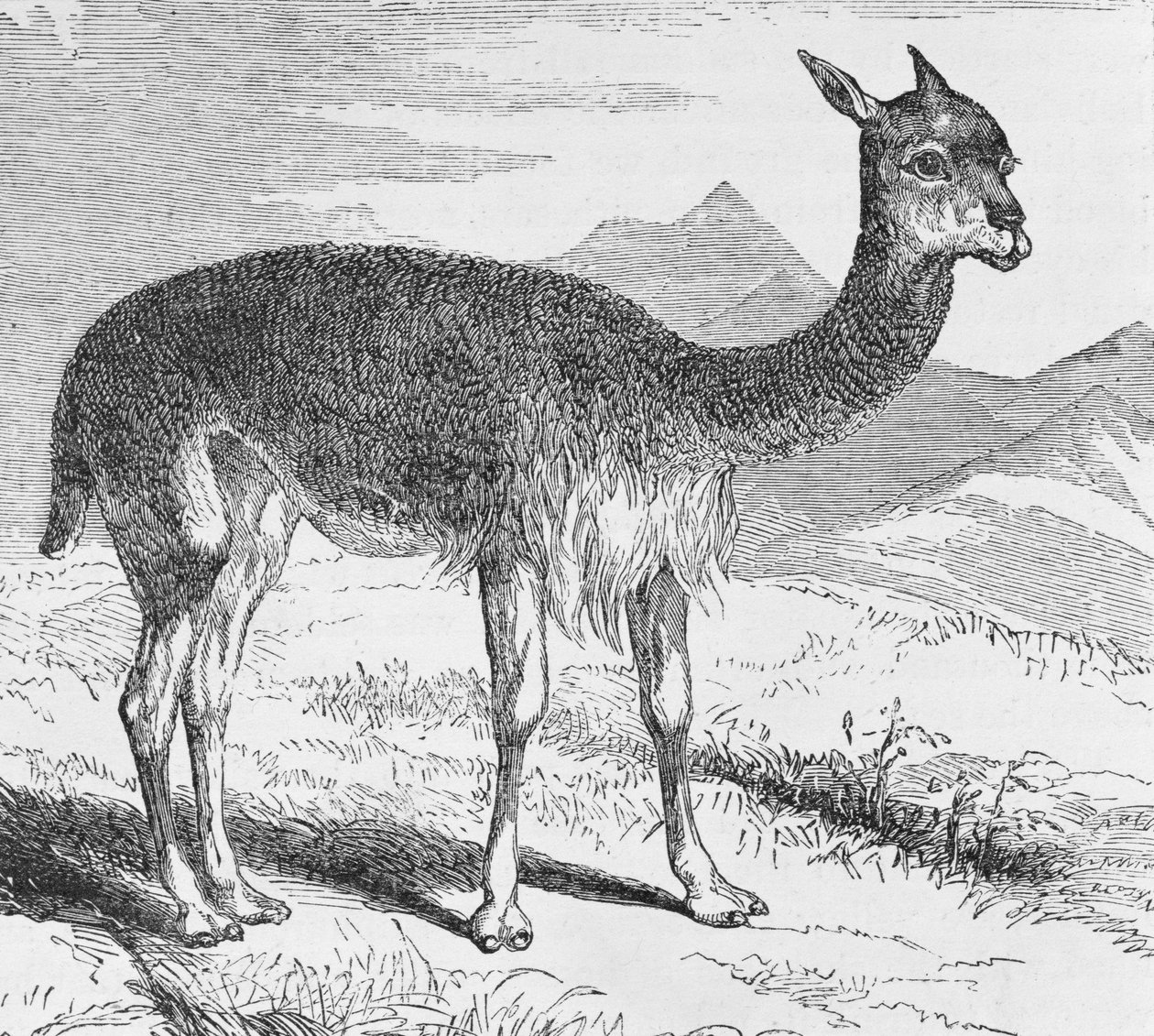 The Vicuna at the Rio de Azufre, fra "Incidents of Travel and Exploration in the Land of the Incas" av E. George Squier, pub. i 1878 av English School