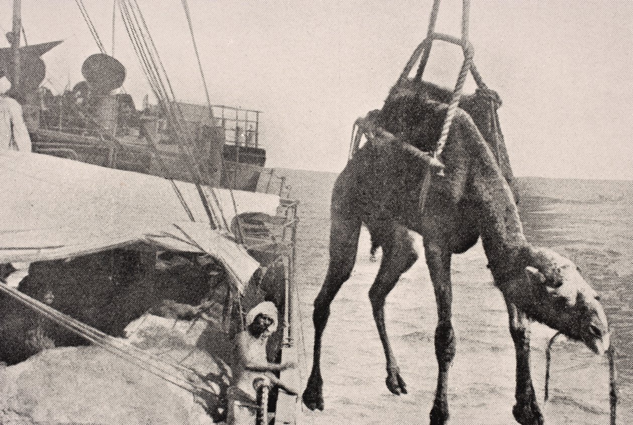 Overføring av kamel fra skip til land i Persiabukta, 1915, fra 