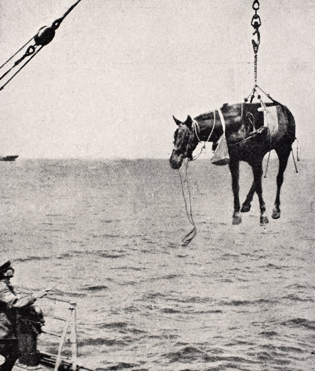 Overføring av hest fra skip til land i Persiabukta, 1915, fra 