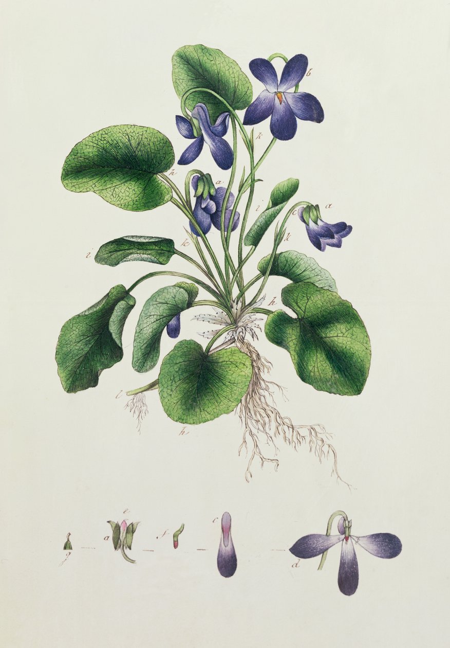 Fioler, side fra et album med botaniske studier ca. 1830 av English School