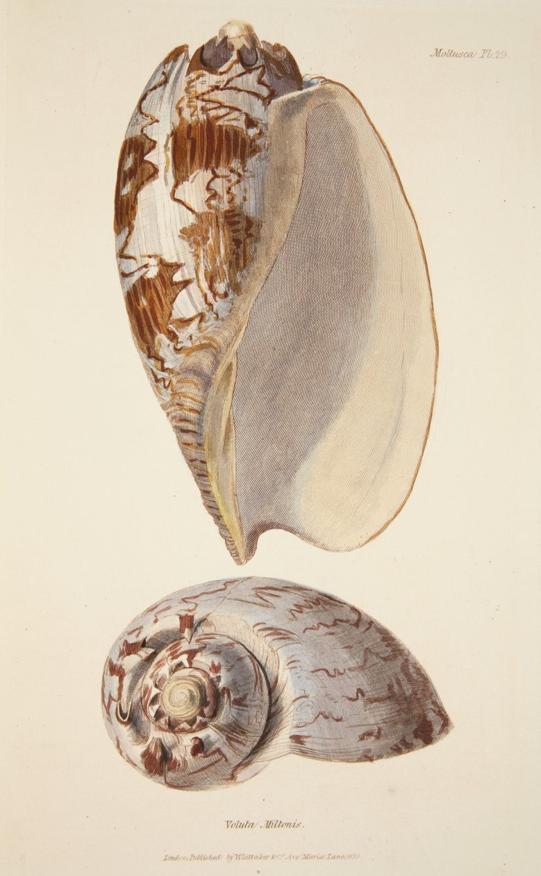 Voluta Miltonis, fra The Mollusca and Radiata, pub. 1833 (håndfarget gravering) av English School