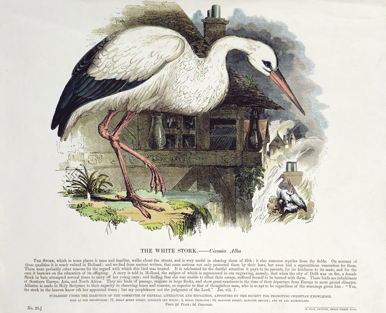 Hvit stork (Ciconia Alba) av English School