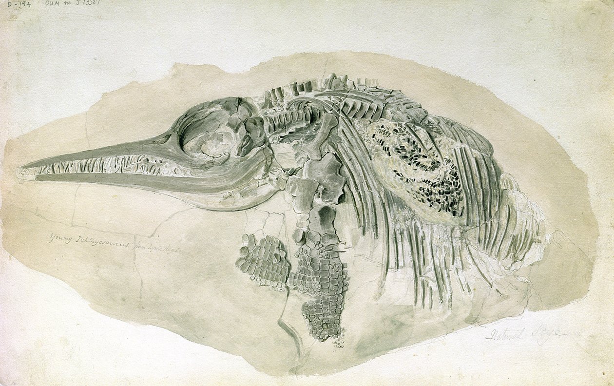 Young Ichthyosaurus fra Lyme Regis (wc på papir) av English School