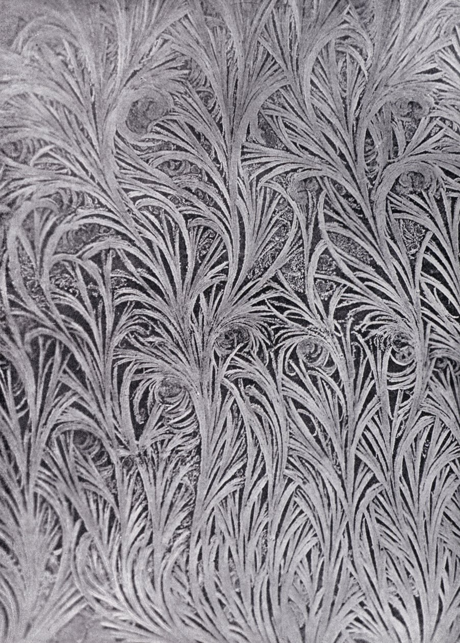 En vindusrutestudie av frostkrystaller (s/h-bilde) av English Photographer