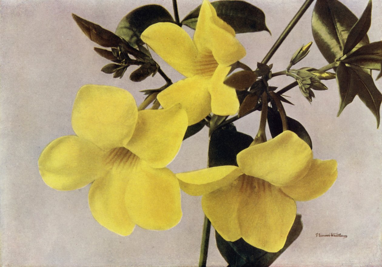 Allamanda Schott fra Henderson (fargefoto) av English Photographer