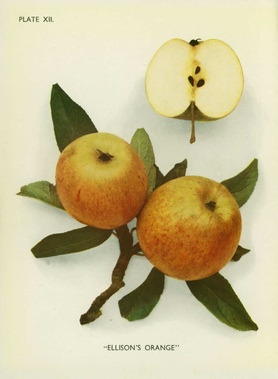 Epler fra England: Ellisons appelsin (fargebilde) av English Photographer