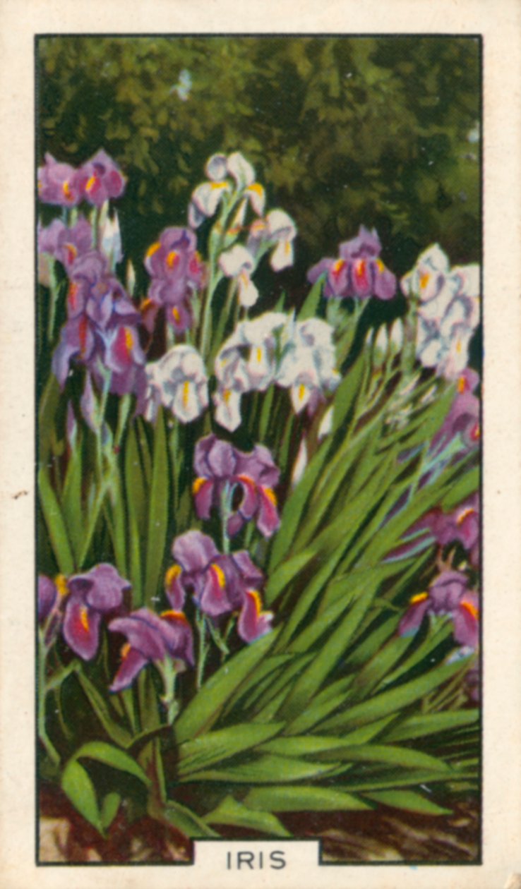 Hageblomster: Iris (fargebilde) av English Photographer