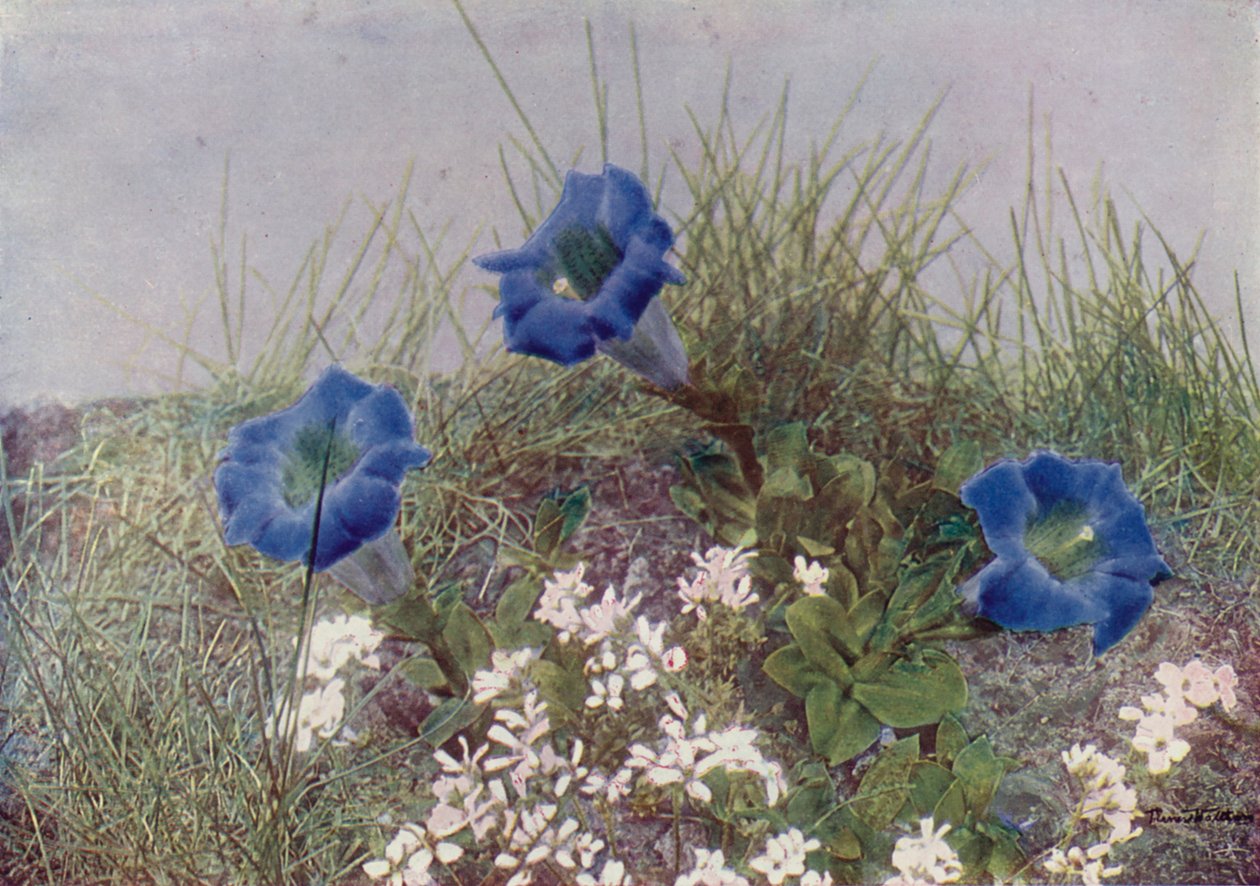 Gentiana Acaulis og Draba Dediana (fargebilde) av English Photographer