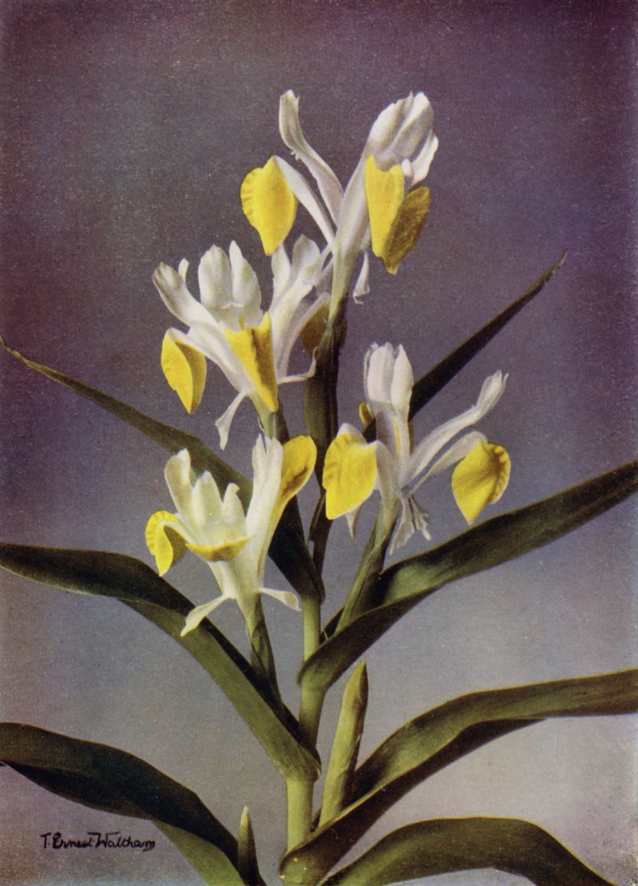 I Bucharica, en typisk Juno-iris (fargefoto) av English Photographer