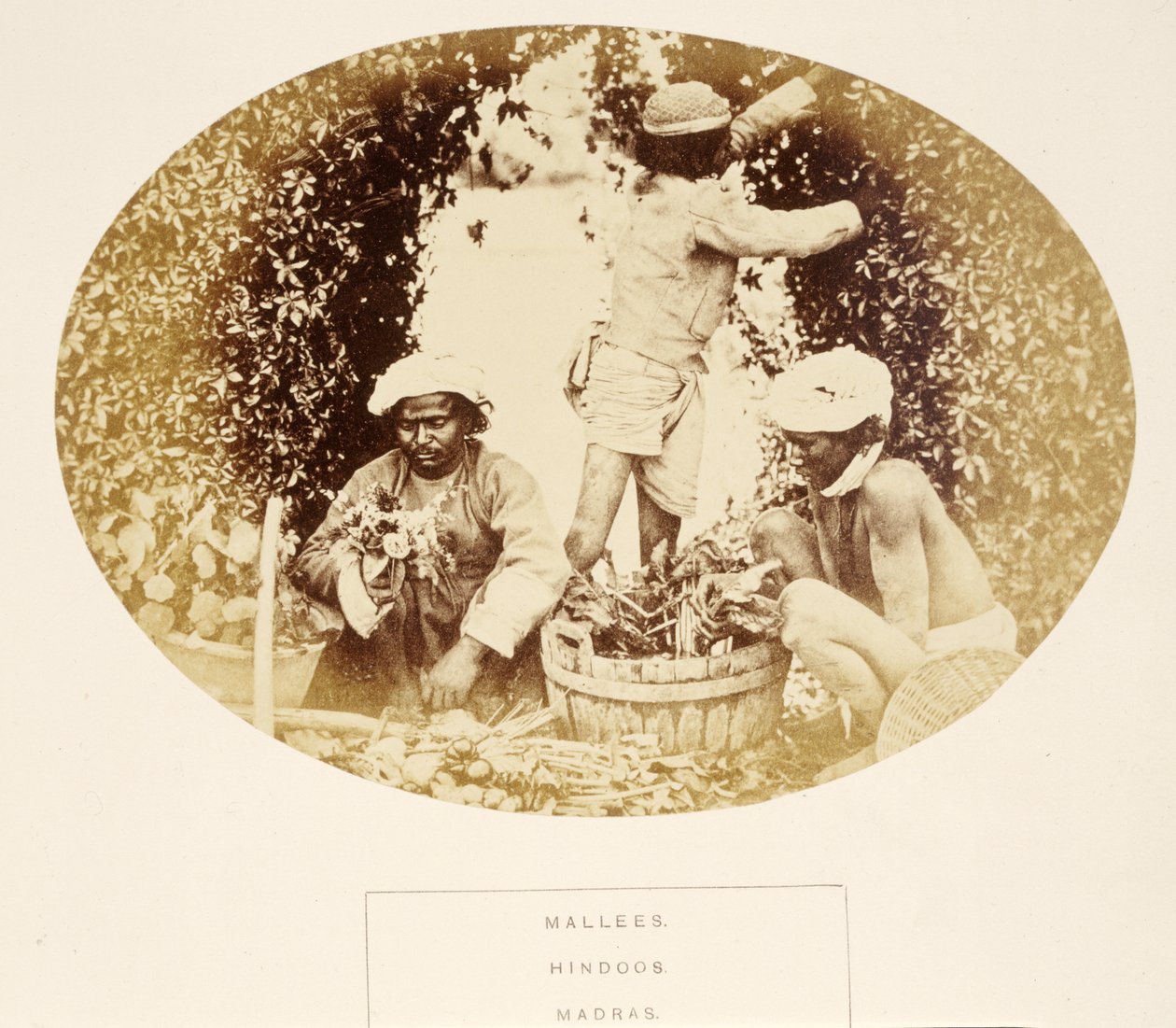 Mallees (Gardeners), Hindus, Madras, fra The People of India, av J. Forbes Watson, utgitt 1868 (albumtrykk) av English Photographer