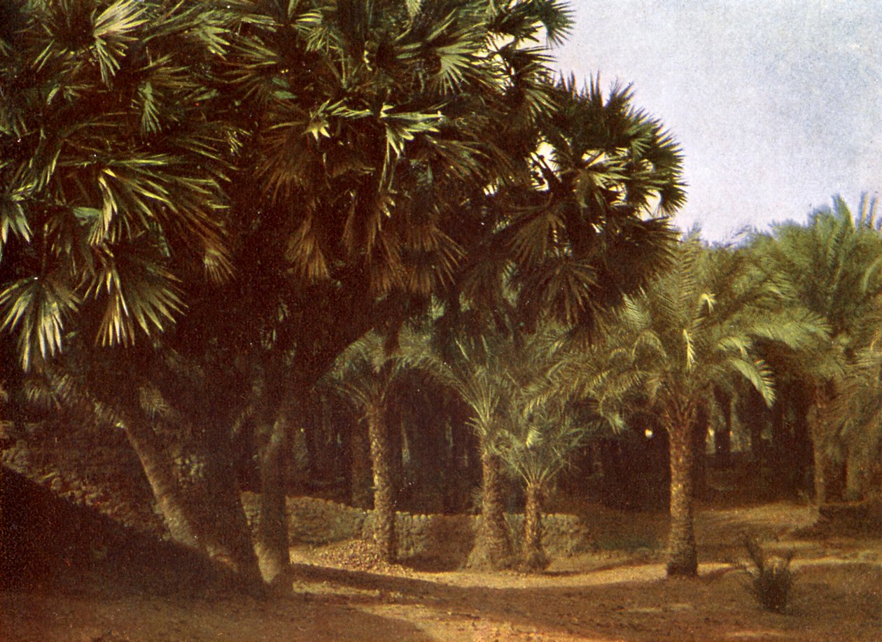 Palm Grove nær Karnak, Egypt av English Photographer