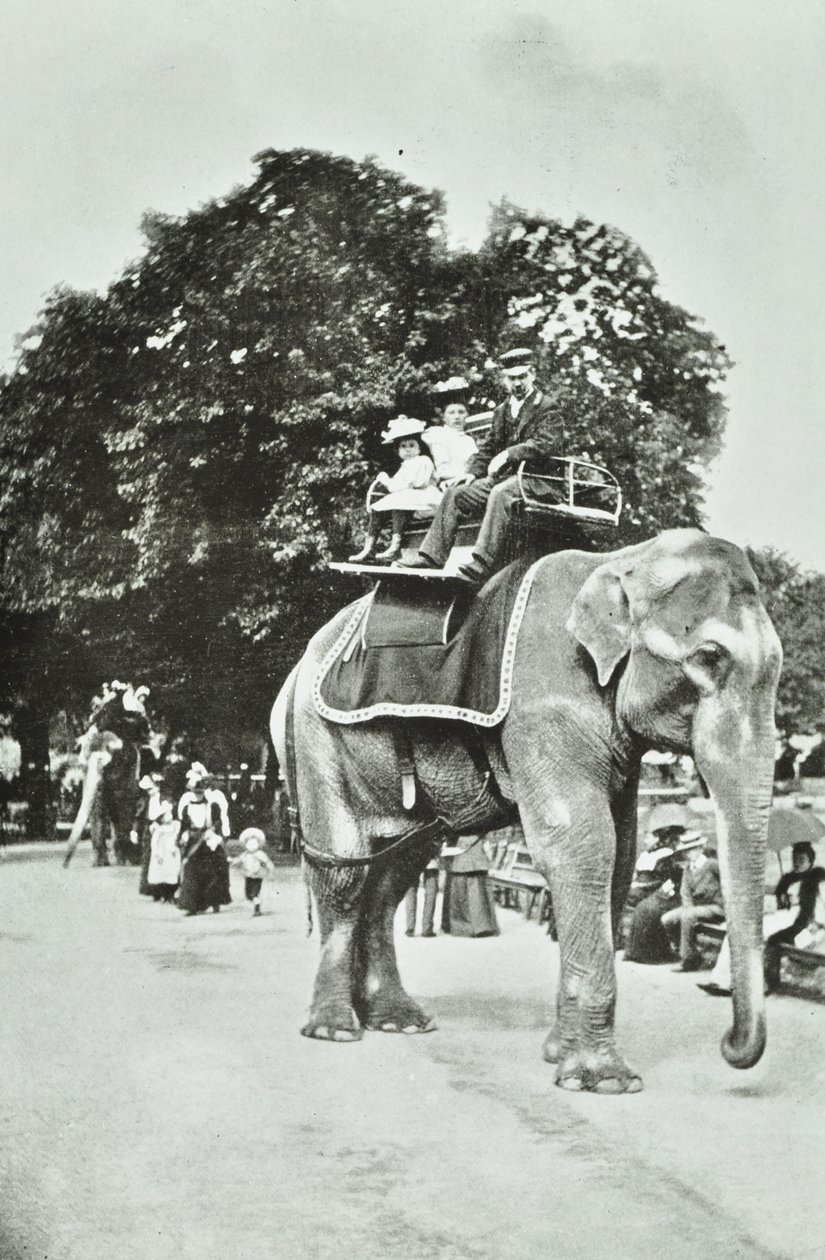 Zoological Gardens, Regents Park: elefantritt, London, ca. 1895 av English Photographer