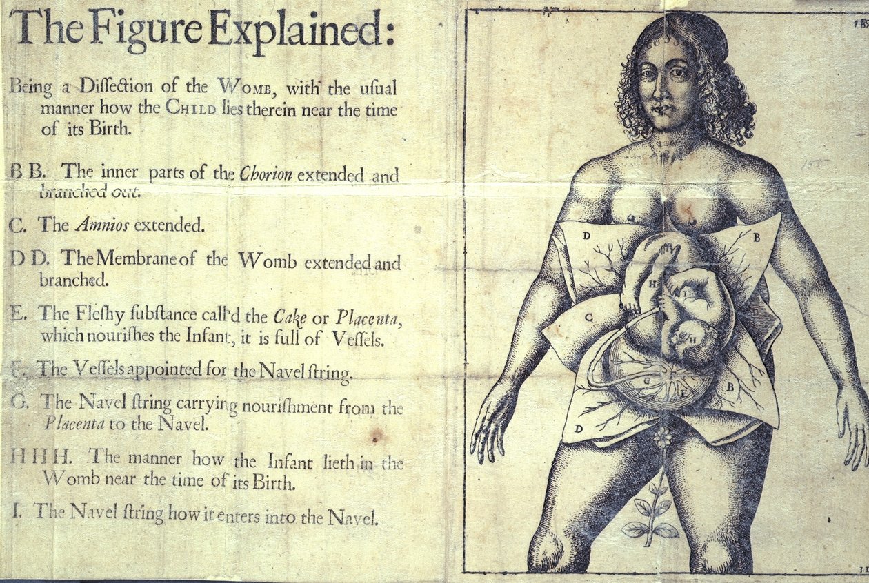 1177 f.19 