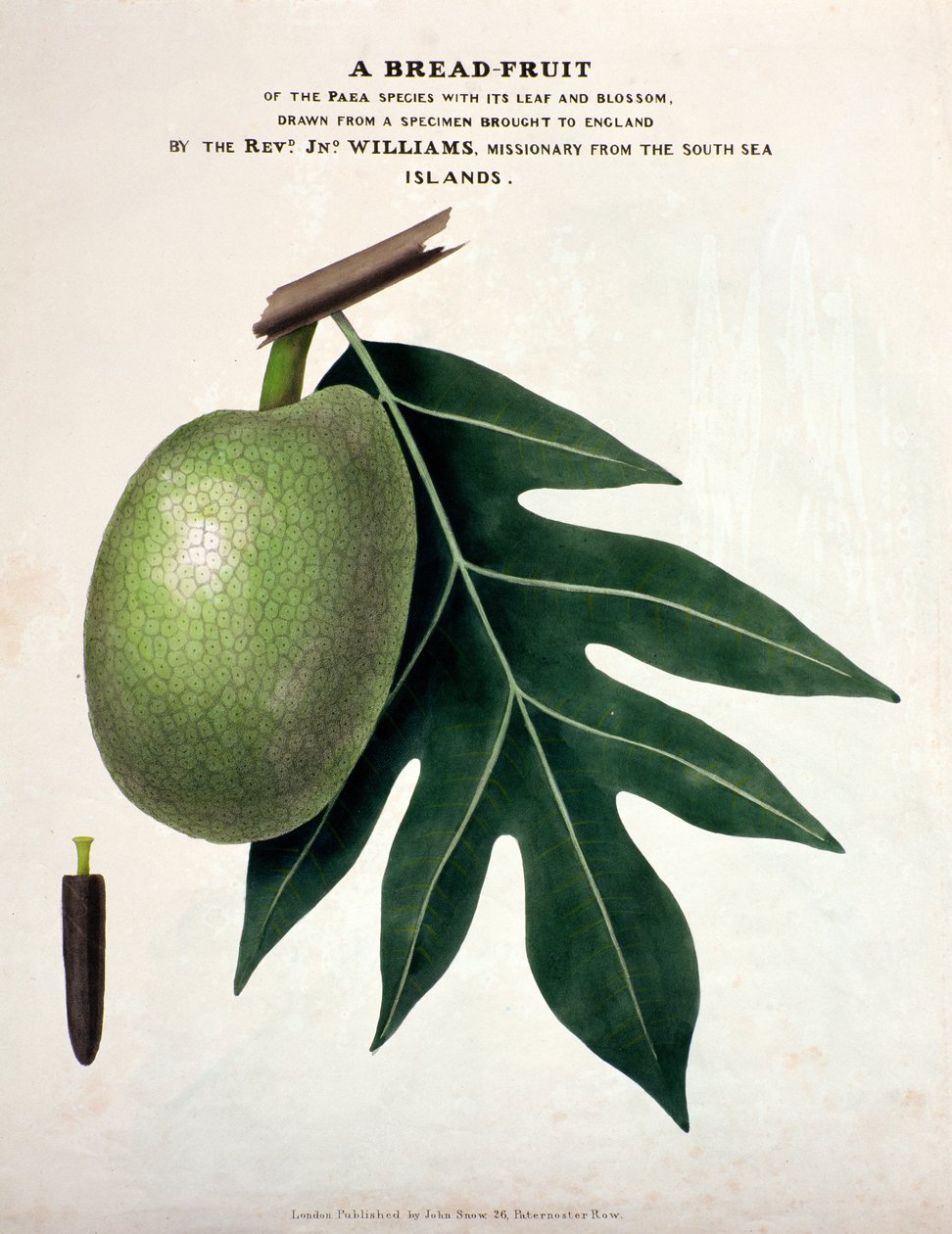 A Bread-Fruit, ca. 1825 (håndfarget litho) av English School