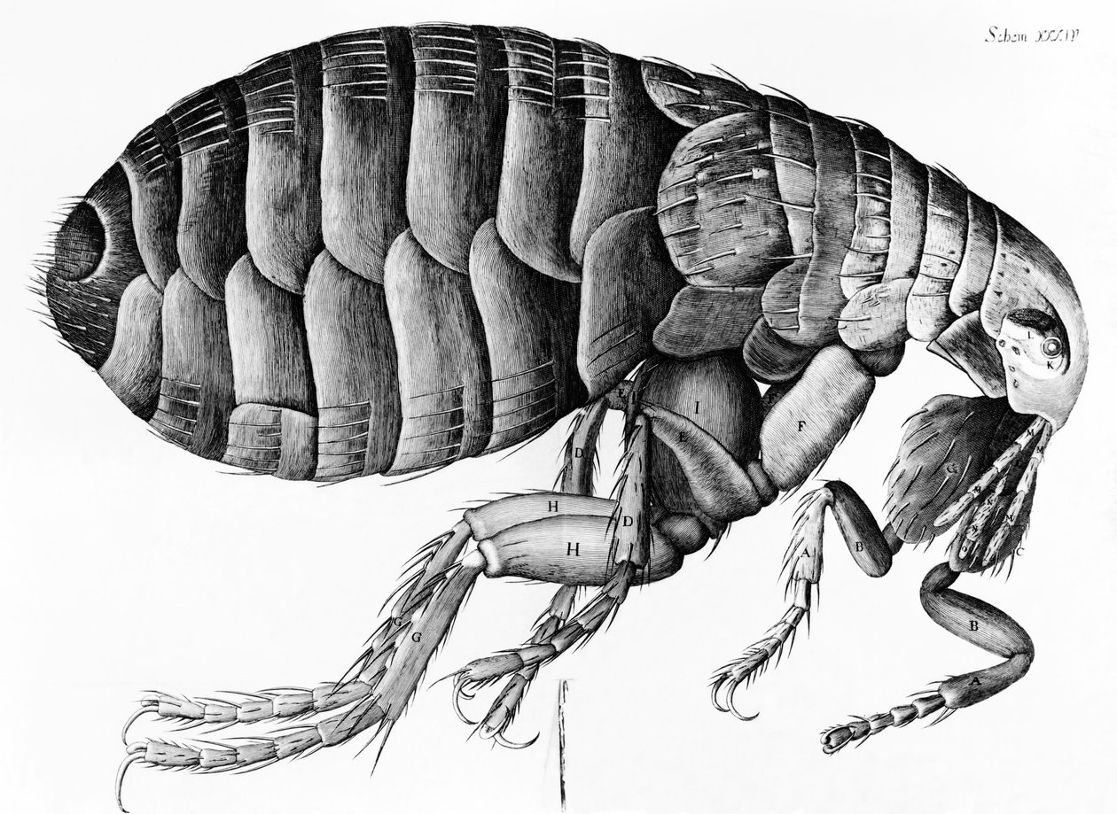 A Flea from Microscope Observation av Robert Hooke (1635-1703), 1665 av English School
