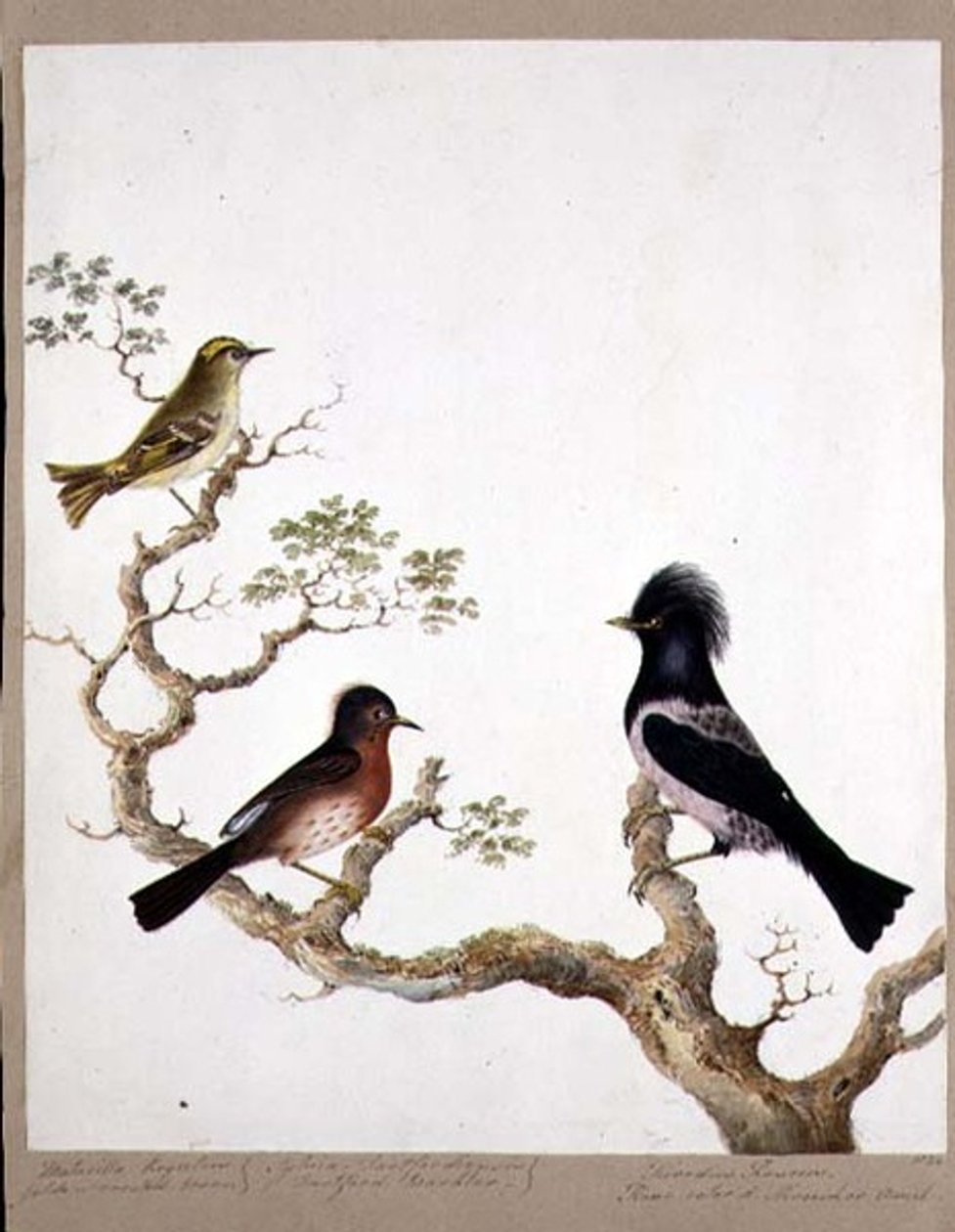 En gyllen kamskjær, en Dartford-sanger og en rosefarget trost eller ouzel, 1824 (wc på papir) av English School