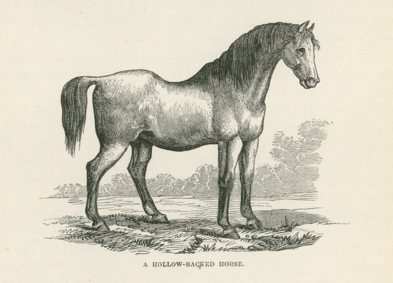 En hulrygget hest (gravering) av English School