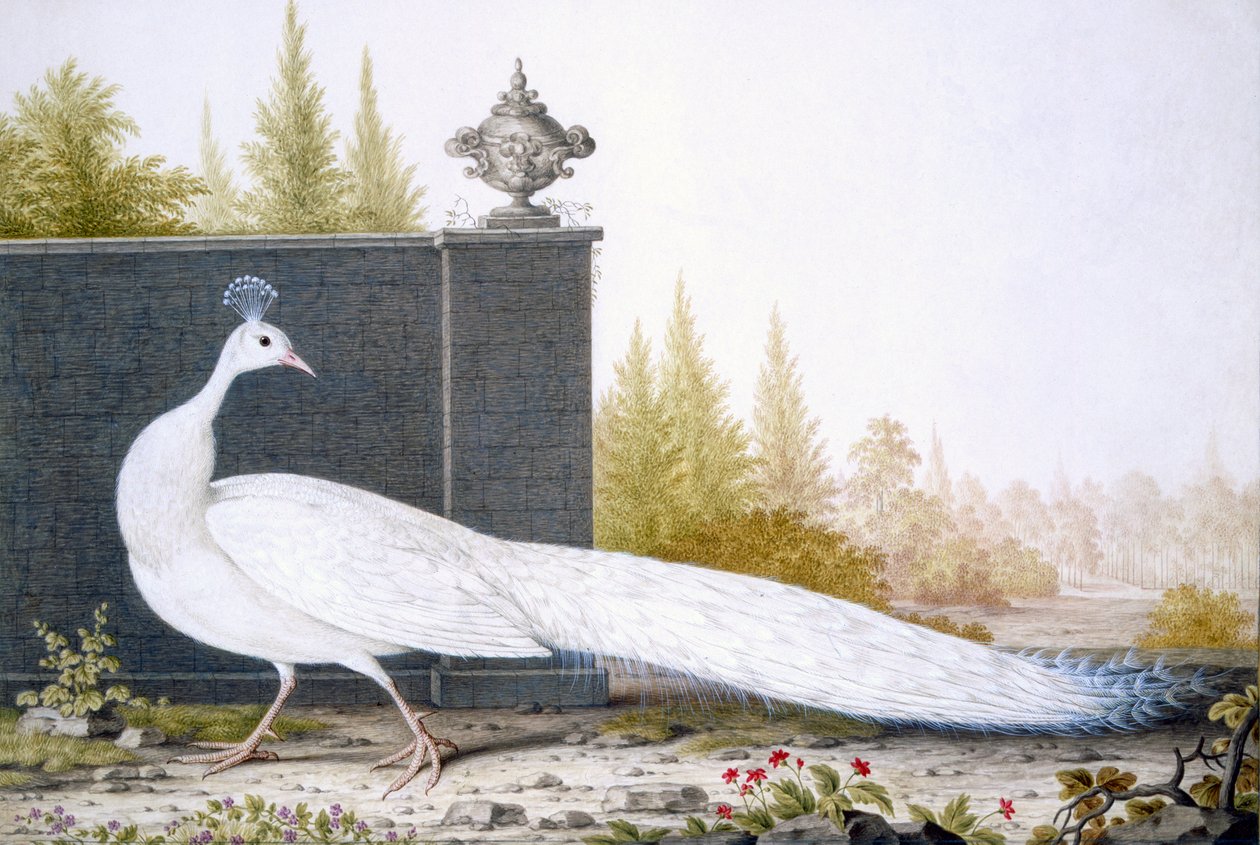En hvit Peahen av English School