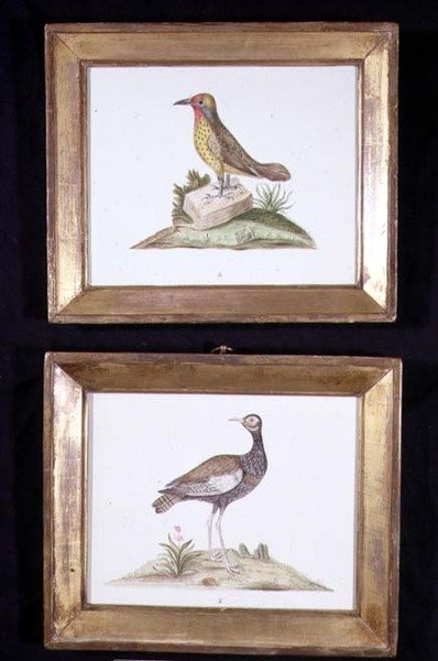 En spett og en rype, ca. 1800 (akvarell på papir) av English School