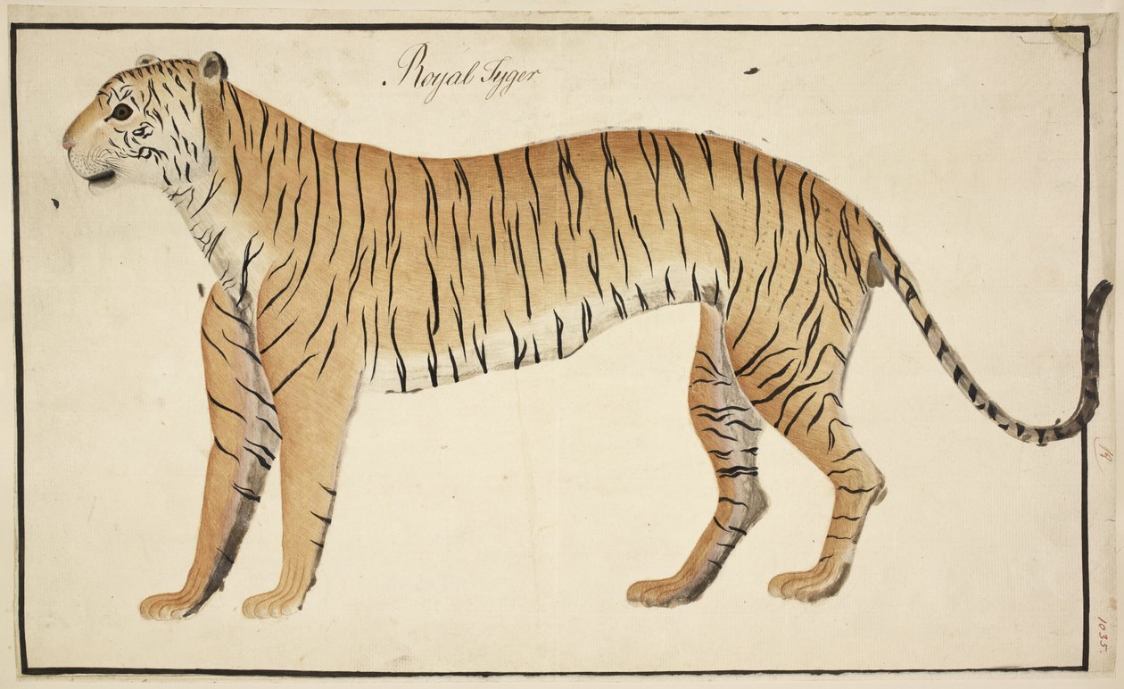 En kongelig tiger fra Serfagee of Tanjores samling av English School
