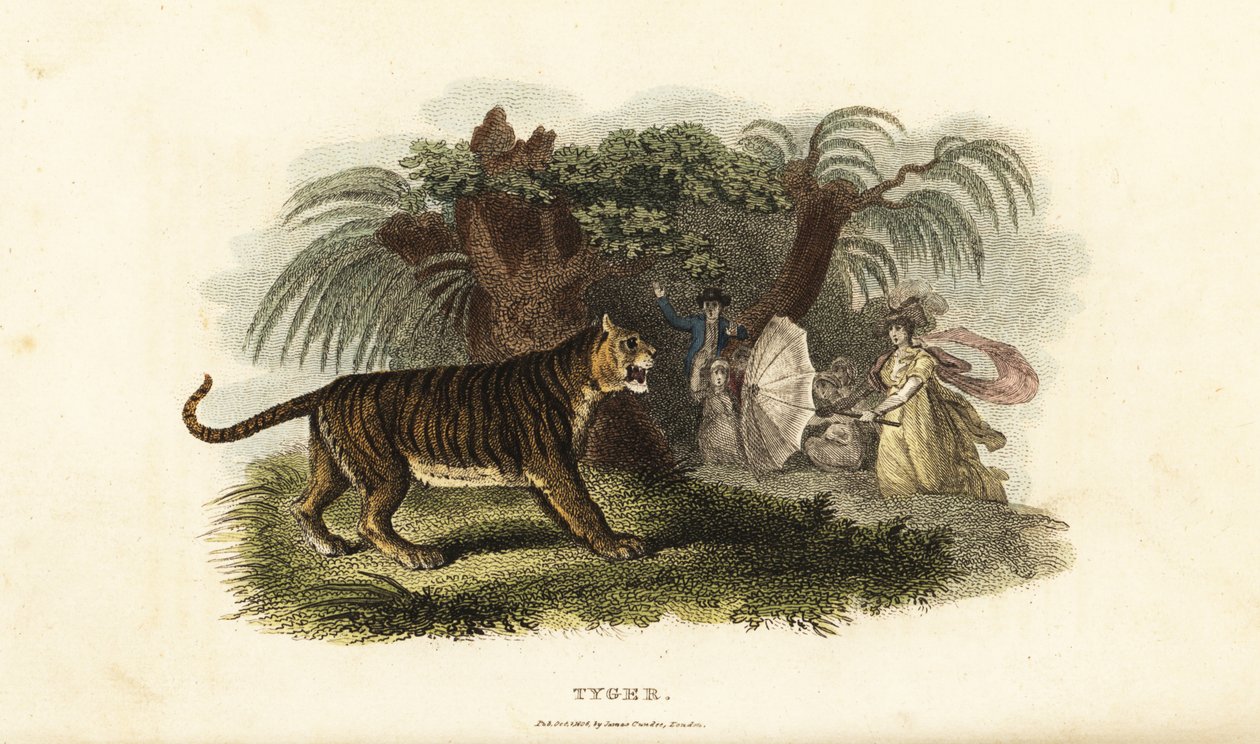 En tiger, Panthera tigris, skremt vekk av en engelsk kvinne som viftet med en paraply av English School
