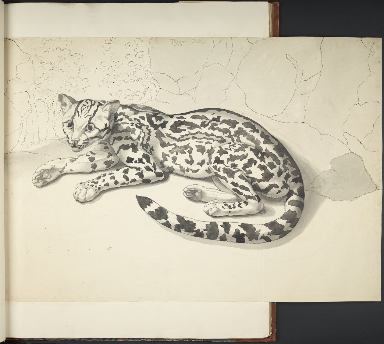 Legg til MS 11807 f.9 Tyger Cat, fra 