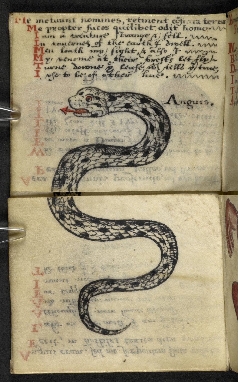 Legg til MS 57312 f.4 spillbok (blekk og farge på vellum) av English School
