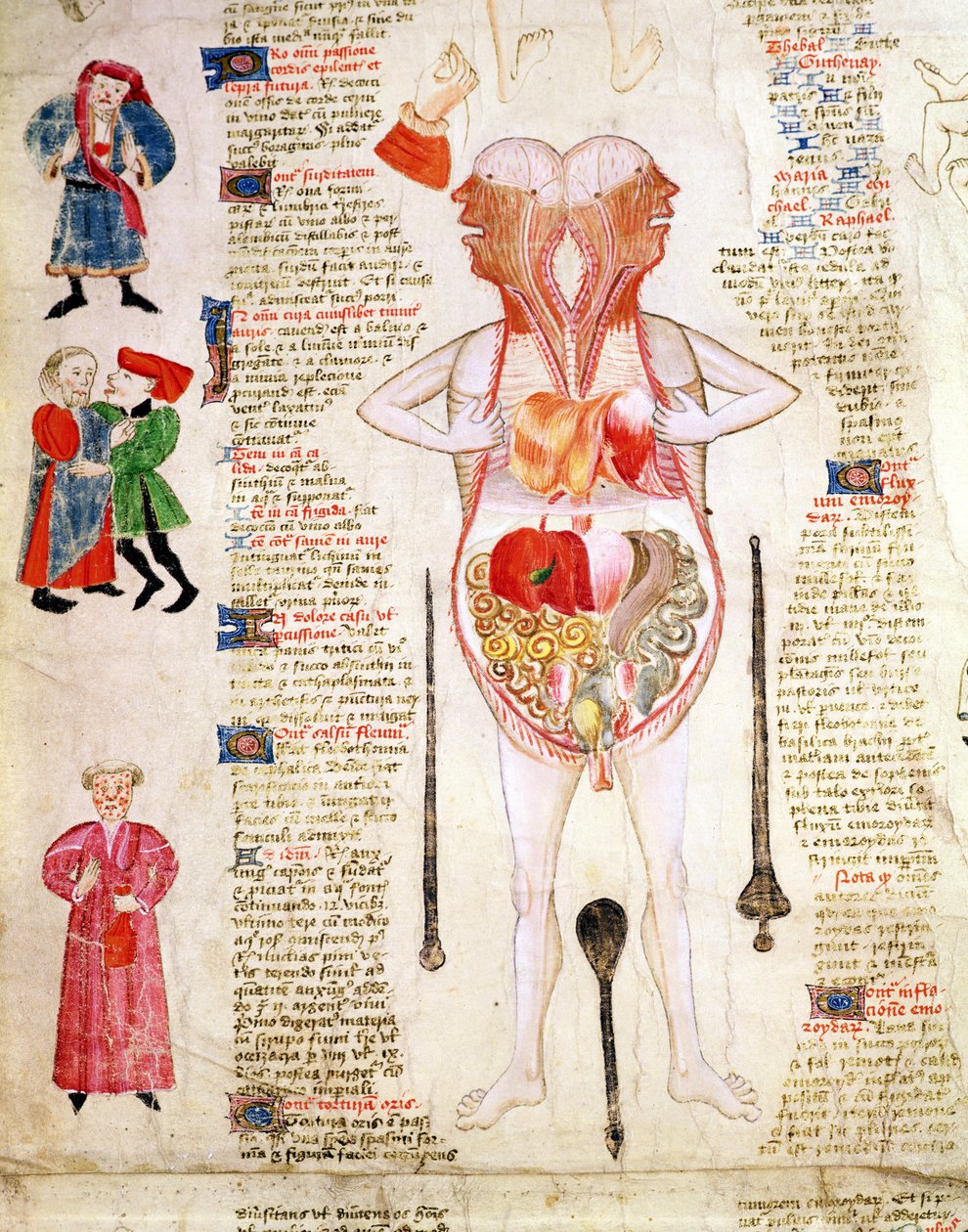 Anatomisk diagram, fra #39;De arte phisicali e de cirurgia#39; av John Arderne av English School