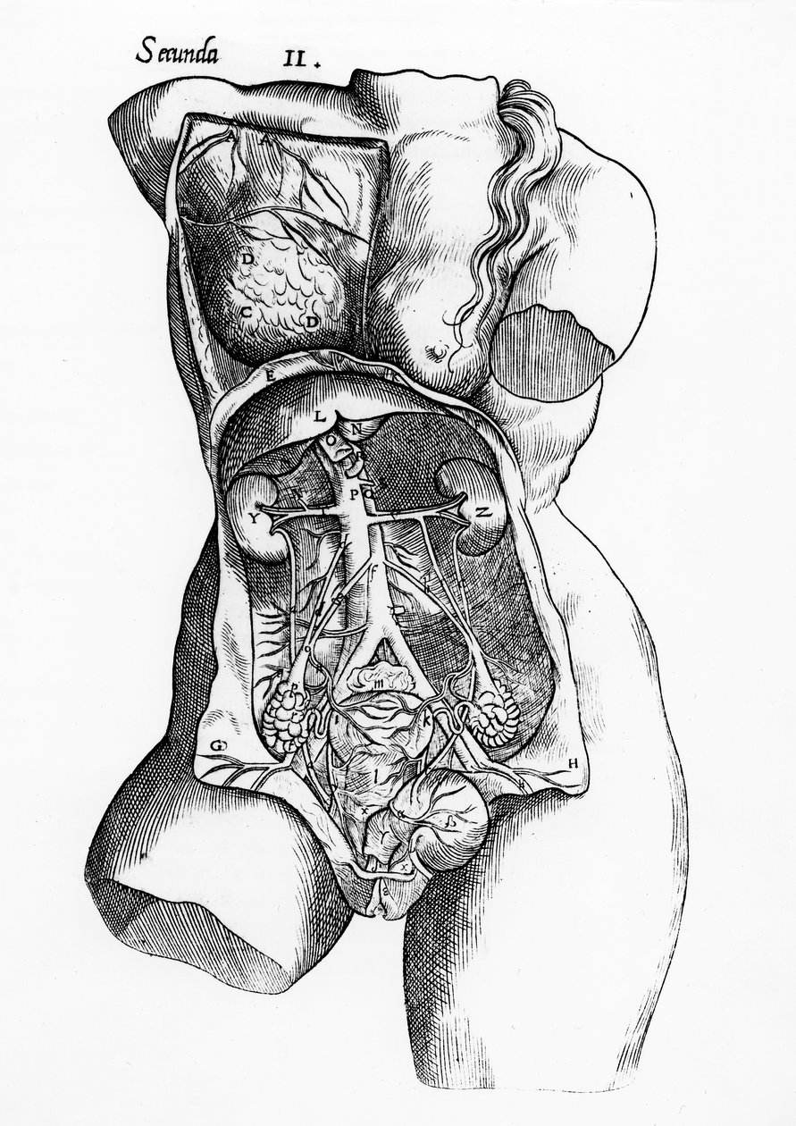 Anatomisk studie av den kvinnelige menneskekroppen av English School