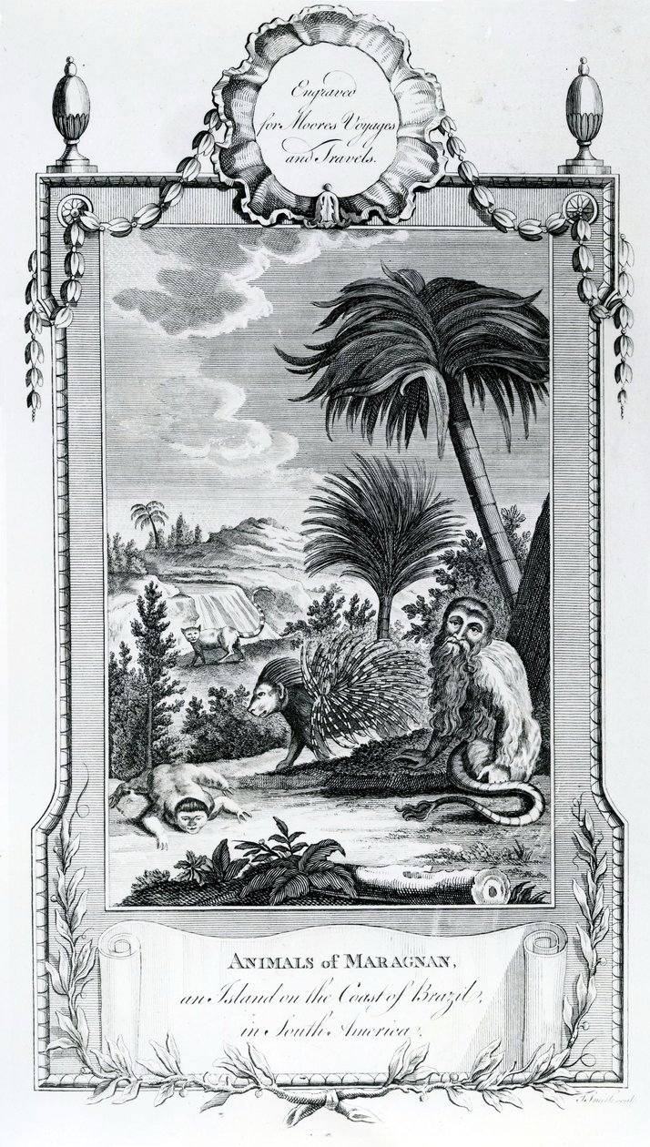 Animals of Maragnan, illustrasjon hentet fra Moores Voyages and Travels, 1778 av English School