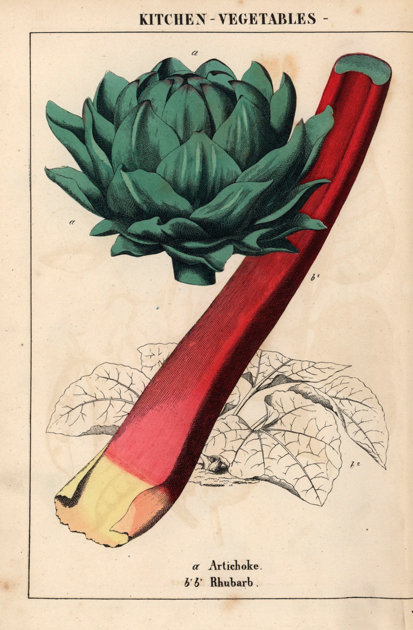 Artisjokkhjerte og karmosinrød rabarbra   , fra "The Instructive Picturebook, or Lessons from the Vegetable World," [Charlotte Mary Yonge], Edinburgh av English School