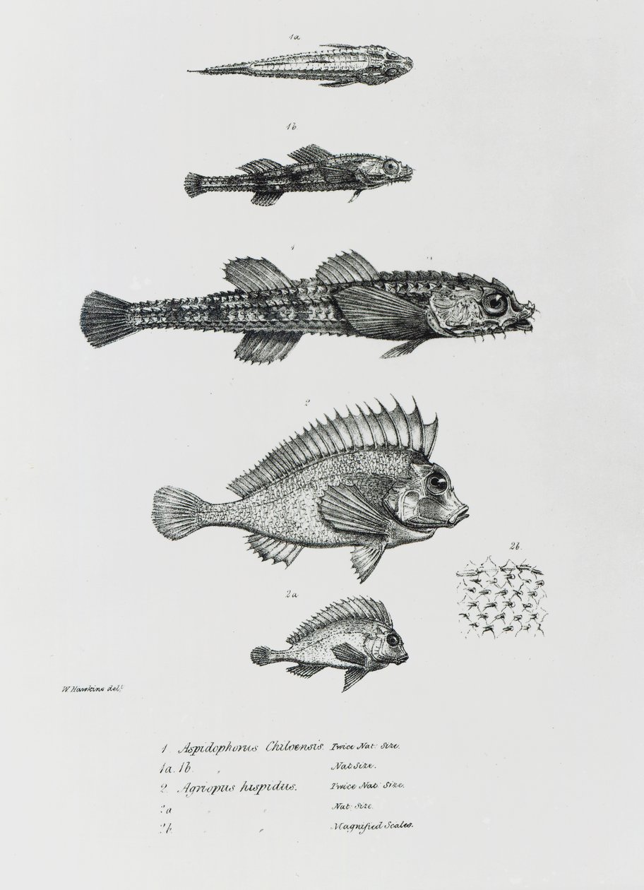 Aspidophorus Chiloensis og Agriopus Hispidus, plate 7 fra 