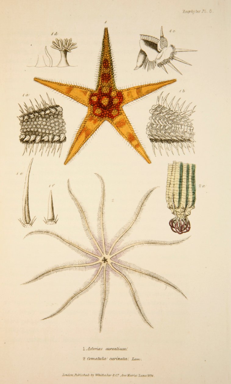 Asterias aurantiaca og Comatula carinata, pub. 1833 Håndfarget gravering. av English School